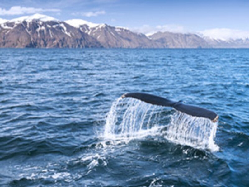 New app sets out to reduce tourists’ appetite for whale meat in Iceland
