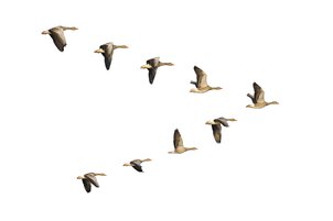 Airbus hits new milestone for fello'fly, inspired by migratory geese